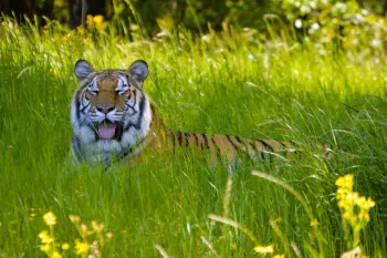 Tiger found outside San Antonio wandering the streets. Enjoying her 3 acre habitat. March 2023